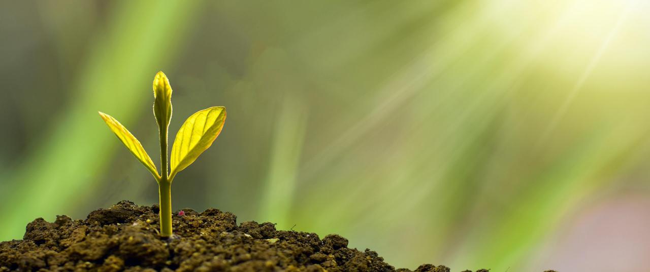 investment-eko-pramono-pixabay-5241253